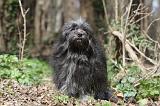 PETIT CHIEN LION 308